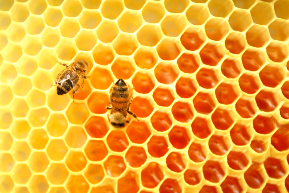 honey+and+bee